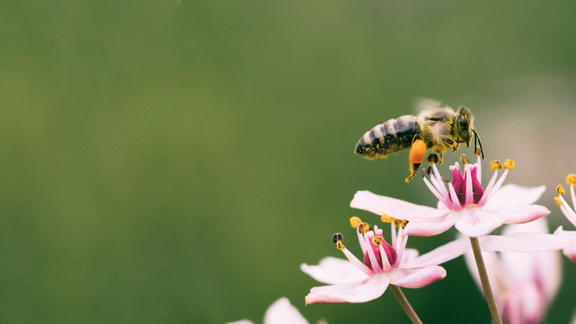 Fine Oleochemicals From Renewable Sources Green Oleo S p A fine-oleochemicals-from-renewable-sources-green-oleo-s-p-a